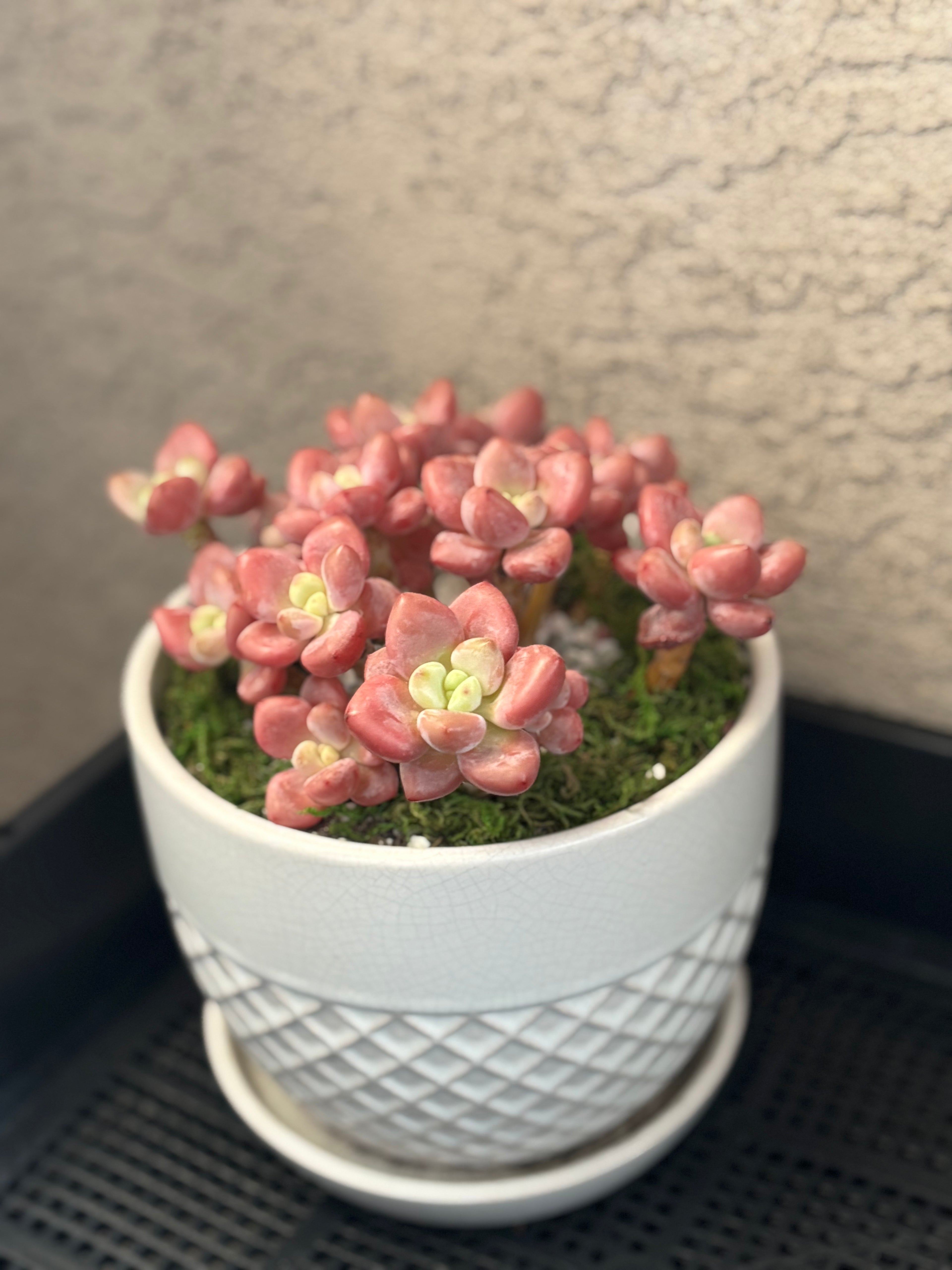 Test Red Succulents